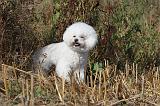 BICHON FRISE 049